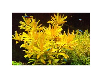 Nesaea pedicellata Golden - Pot