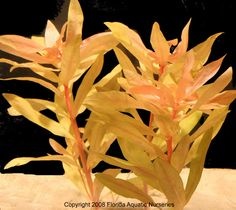 Nesaea pedicellata Golden - Pot