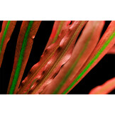 Cryptocoryne spiralis 'Red' - Pot