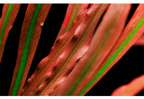Cryptocoryne spiralis 'Red' - Pot