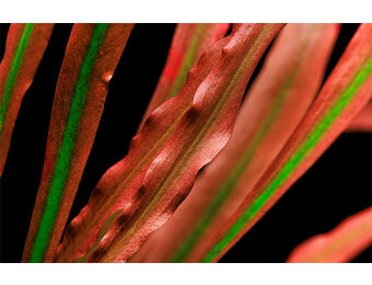 Cryptocoryne spiralis 'Red' - Pot
