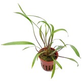 Cryptocoryne spiralis 'Red' - Pot