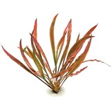 Cryptocoryne spiralis 'Red' - Pot