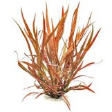 Cryptocoryne spiralis 'Red' - Pot