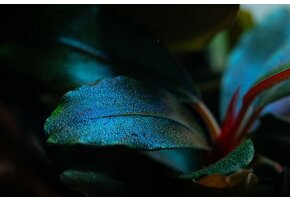 Tropica Bucephalandra Sordidula 'Blue' - Pot
