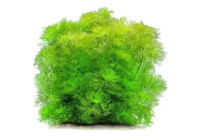 Tropica Limnophila aquatica  - Giant Ambulia