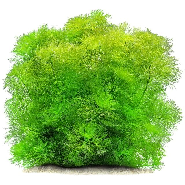 Tropica Limnophila aquatica  - Giant Ambulia