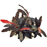 Bucephalandra sp. 'Biblis' - Pot