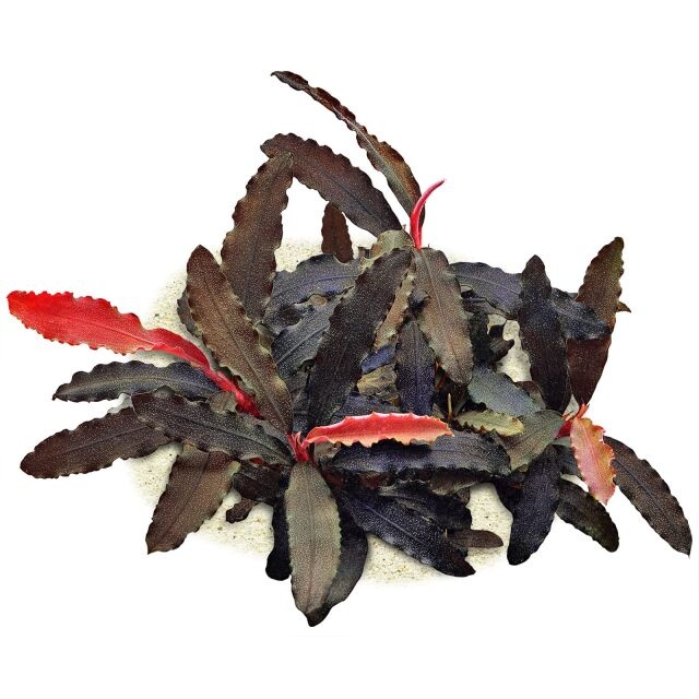 Bucephalandra sp. 'Biblis' - Pot