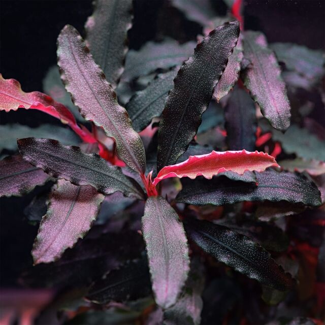 Bucephalandra sp. 'Biblis' In Vitro
