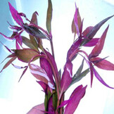 Alternanthera reineckii pink
