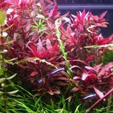 Alternanthera reineckii pink
