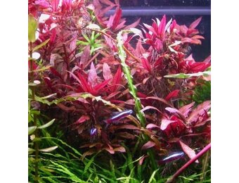 Alternanthera reineckii pink