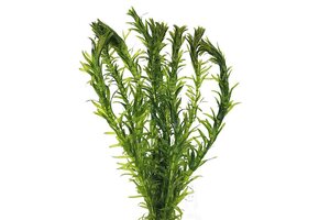 egeria densa - waterpest