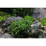Bucephalandra sp. Catharina' - In Vitro