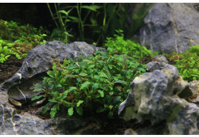 Bucephalandra sp. Catharina' - In Vitro