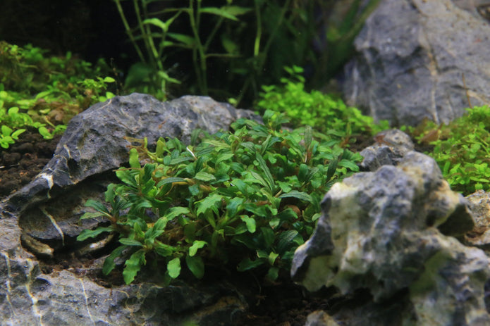 Bucephalandra sp. Catharina' - In Vitro