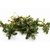Bucephalandra sp. Catharina' - In Vitro