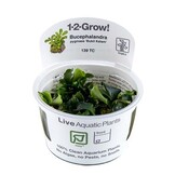 Tropica Bucephalandra pygmaea 'Bukit Kalem' - In Vitro