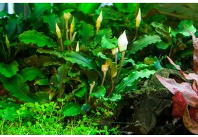Tropica Bucephalandra pygmaea 'Bukit Kalem' - In Vitro