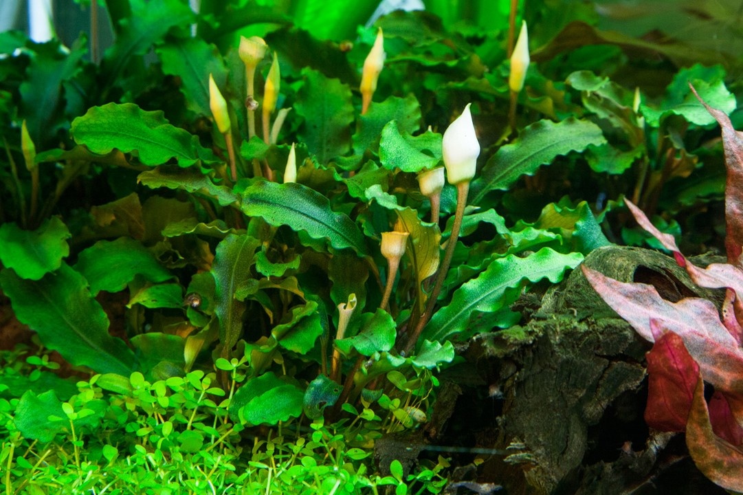 Tropica Bucephalandra pygmaea 'Bukit Kalem' - In Vitro
