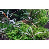 Tropica Hygrophila pinnatifida - pot