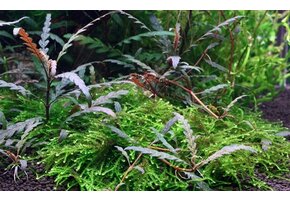 Tropica Hygrophila pinnatifida - pot