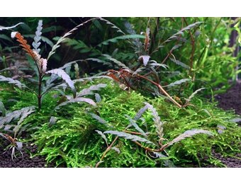 Tropica Hygrophila pinnatifida - pot