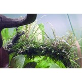 Tropica Hygrophila pinnatifida - pot