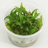 Cryptocoryne Wendtii 'Green gecko' - In vitro