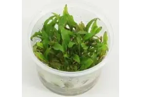 Cryptocoryne Wendtii 'Green gecko' - In vitro
