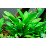 Cryptocoryne Wendtii 'Green gecko' - In vitro