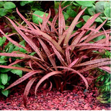 Cryptocoryne balansae 'Pink' - In vitro