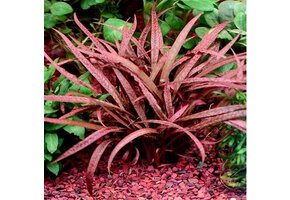 Cryptocoryne balansae 'Pink' - In vitro