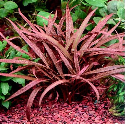 Cryptocoryne balansae 'Pink' - In vitro