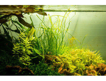 Tropica Sagittaria subulata Needle Leaf 1-2-grow! (easy)