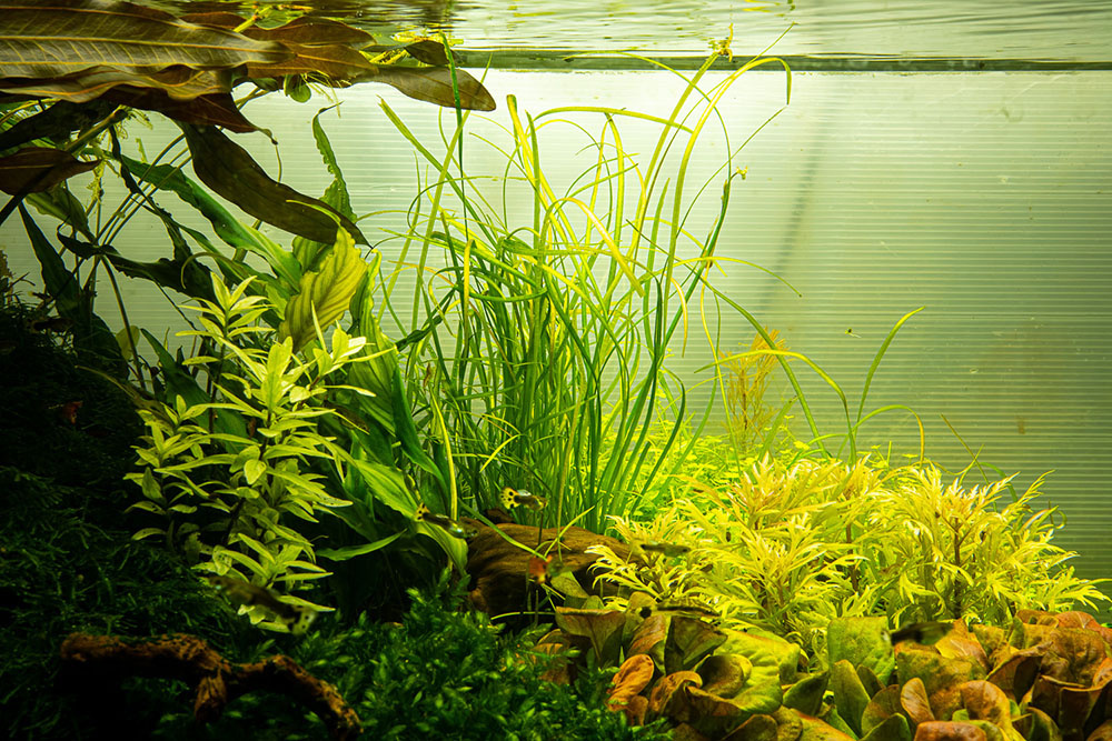 Tropica Sagittaria subulata Needle Leaf 1-2-grow! (easy)