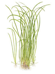 Tropica Sagittaria subulata Needle Leaf 1-2-grow! (easy)