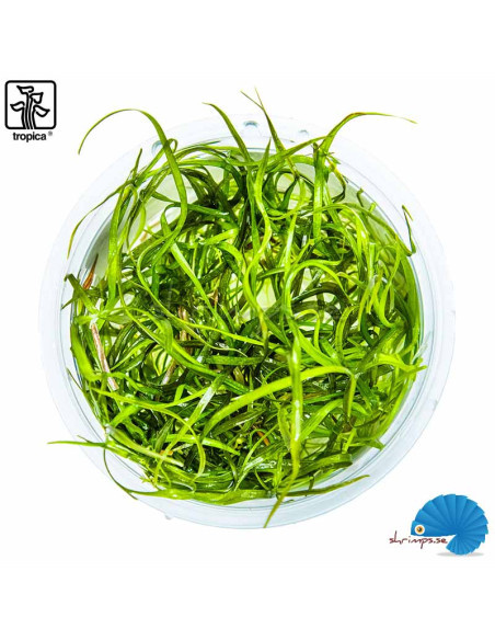 Tropica Sagittaria subulata Needle Leaf 1-2-grow! (easy)