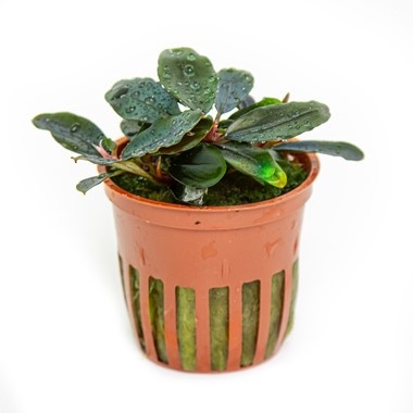 Tropica Bucephalandra Sordidula 'Blue' - Pot - Copy