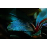 Tropica Bucephalandra Sordidula 'Blue' - Pot - Copy