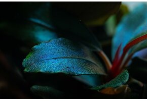 Tropica Bucephalandra Sordidula 'Blue' - Pot - Copy