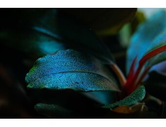 Tropica Bucephalandra Sordidula 'Blue' - Pot - Copy