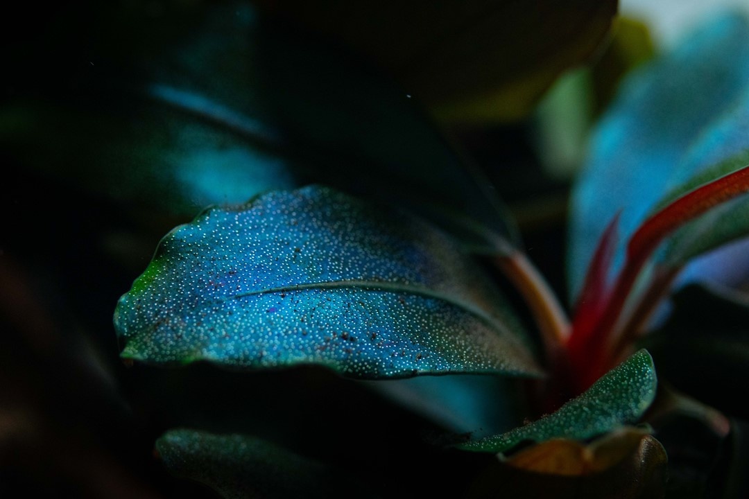 Tropica Bucephalandra Sordidula 'Blue' - Pot - Copy