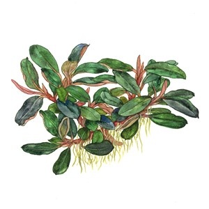 Tropica Bucephalandra Sordidula 'Blue' - Pot - Copy