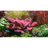 Lysimachia Parvifolia Red