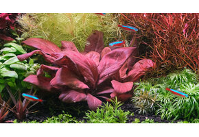 Lysimachia Parvifolia Red