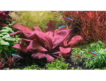 Lysimachia Parvifolia Red