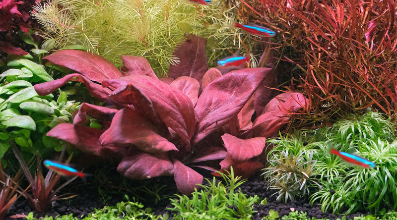 Lysimachia Parvifolia Red