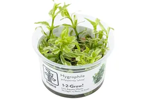 Tropica Hygrophila polysperma 'white' 1-2-grow! (medium)
